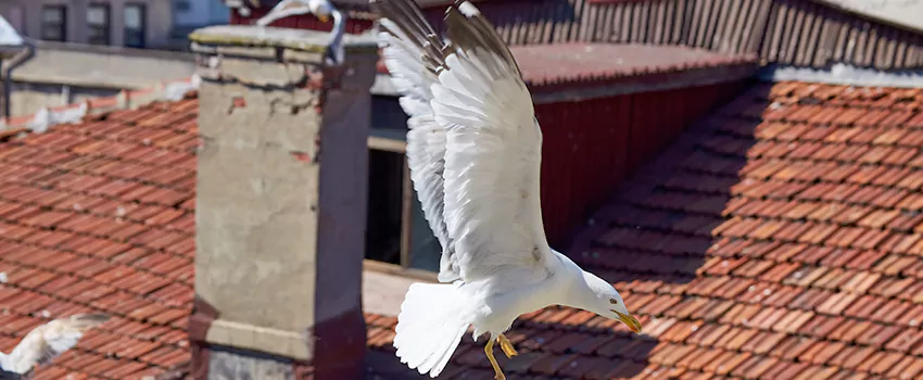 Residential Chimney Animal Removal Solution in Statesboro, GA